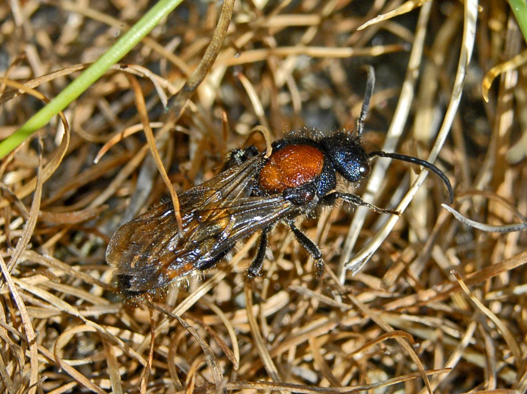 Una vespa con una macchia rossa - Mutilla europaea